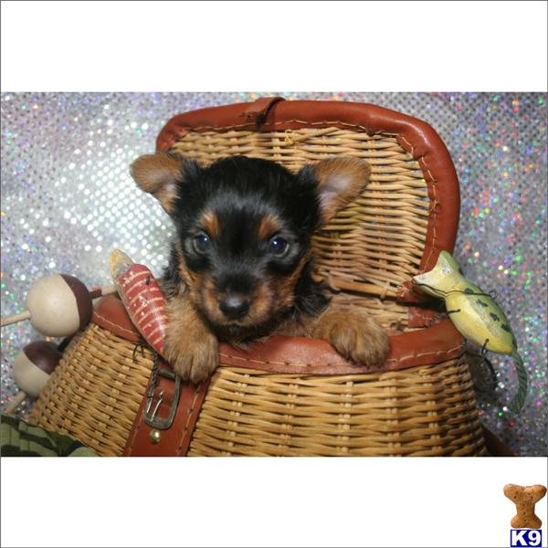 Silky Terrier Puppies